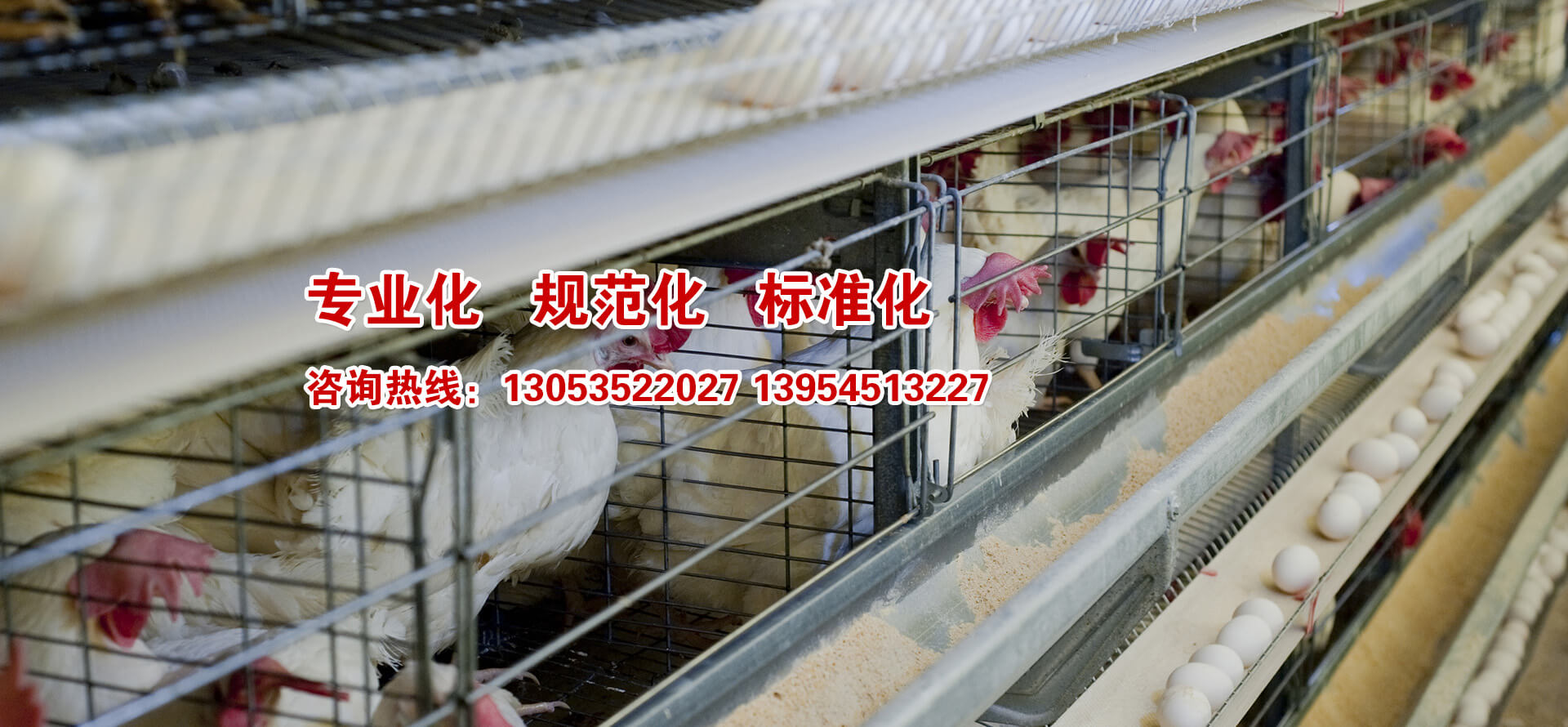 海陽鴻牧種雞有限公司